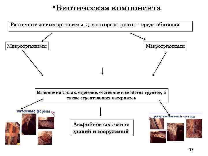 Живые организмы накопители различных элементов презентация