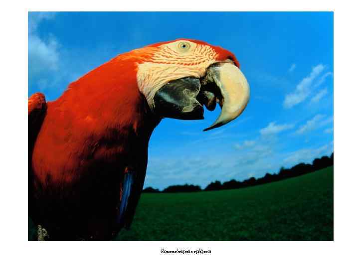 Компью терная гра фика 