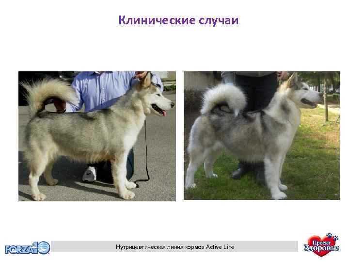 Клинические случаи Нутрицевтическая линия кормов Active Line 