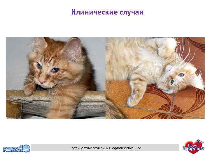 Клинические случаи Нутрицевтическая линия кормов Active Line 