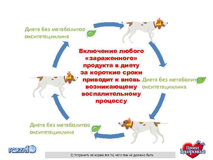 Диета без метаболитов окситетациклина Включение любого «зараженного» Полное продукта в диету Начало исчезновение в