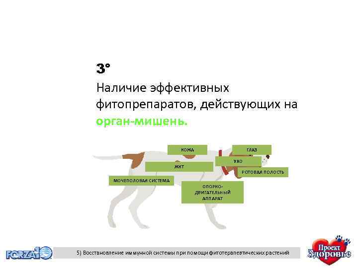 3° Наличие эффективных фитопрепаратов, действующих на орган-мишень. КОЖА ГЛАЗ УХО ЖКТ МОЧЕПОЛОВАЯ СИСТЕМА РОТОВАЯ