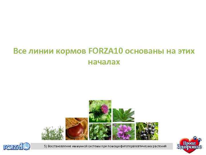 Все линии кормов FORZA 10 основаны на этих началах 5) Восстановление иммунной системы при