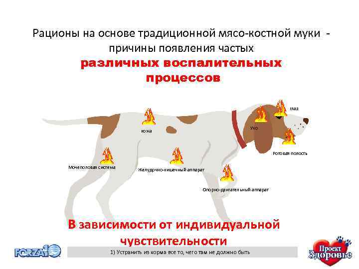 Рационы на основе традиционной мясо-костной муки - причины появления частых различных воспалительных процессов глаз