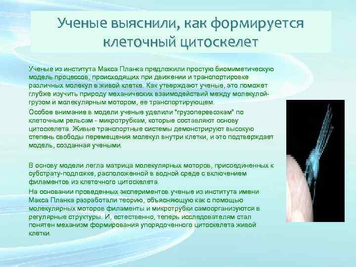 Ученые выяснили, как формируется клеточный цитоскелет Ученые из института Макса Планка предложили простую биомиметическую