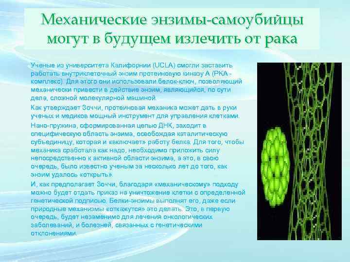 Механические энзимы-самоубийцы могут в будущем излечить от рака Ученые из университета Калифорнии (UCLA) смогли