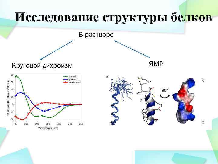 Исследование структуры белков В растворе Круговой дихроизм ЯМР 