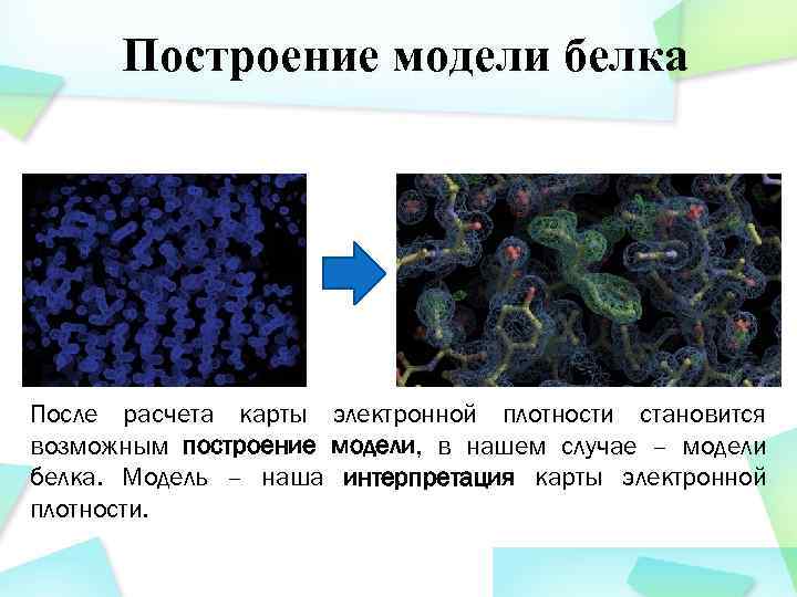 Построение модели белка После расчета карты электронной плотности становится возможным построение модели, в нашем