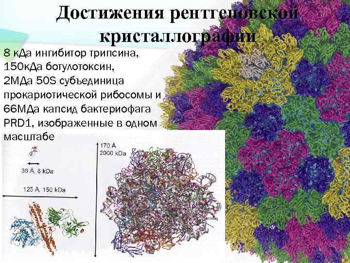 Достижения рентгеновской кристаллографии 8 к. Да ингибитор трипсина, 150 к. Да ботулотоксин, 2 МДа