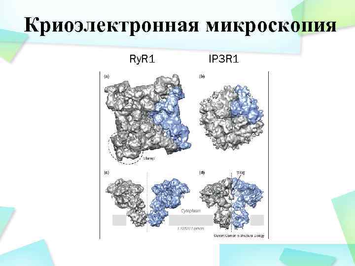 Криоэлектронная микроскопия Ry. R 1 IP 3 R 1 