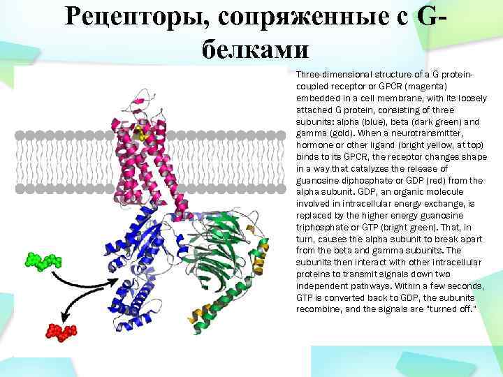 Рецепторы, сопряженные с Gбелками Three-dimensional structure of a G proteincoupled receptor or GPCR (magenta)