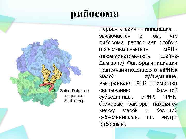 рибосома Первая стадия – инициация – заключается в том, что рибосома распознает особую последовательность