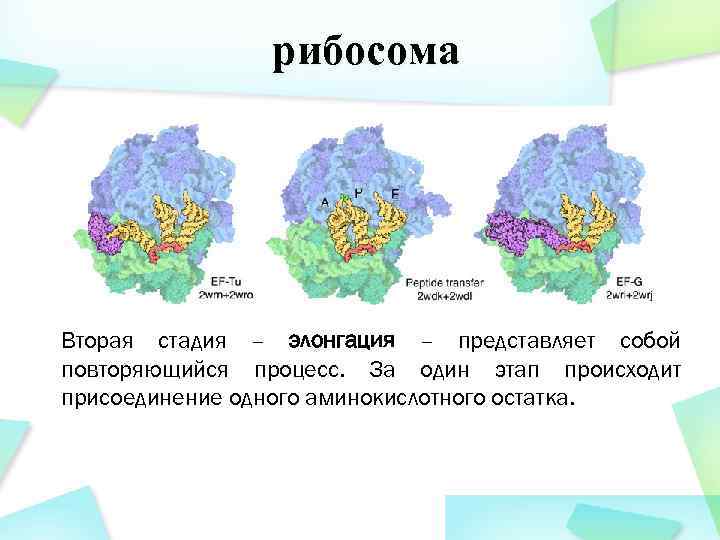 рибосома Вторая стадия – элонгация – представляет собой повторяющийся процесс. За один этап происходит