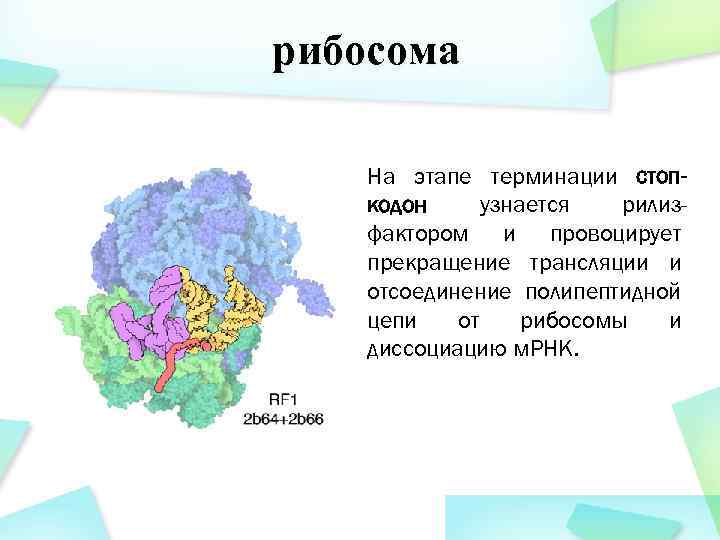 рибосома На этапе терминации стопкодон узнается рилизфактором и провоцирует прекращение трансляции и отсоединение полипептидной