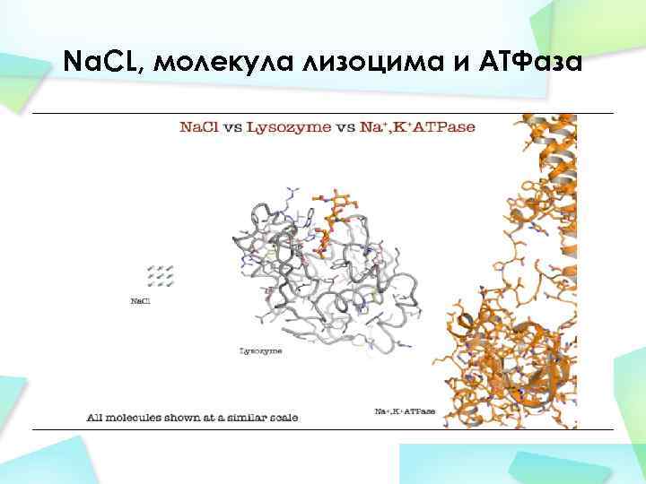 Na. CL, молекула лизоцима и АТФаза 