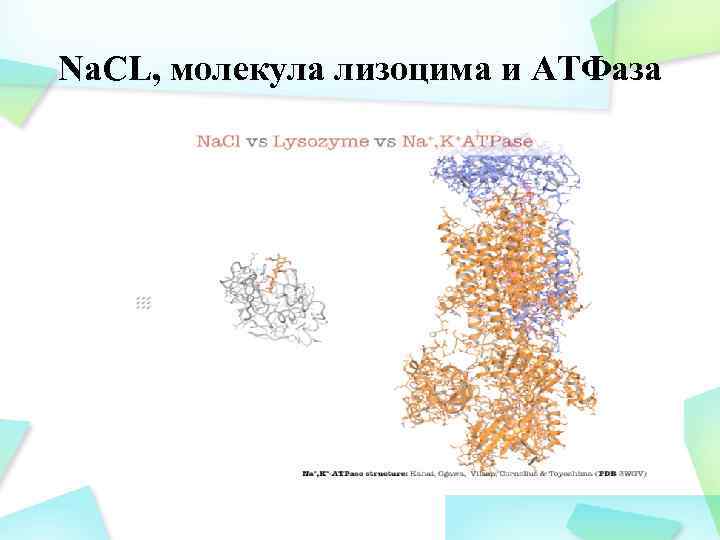 Na. CL, молекула лизоцима и АТФаза 