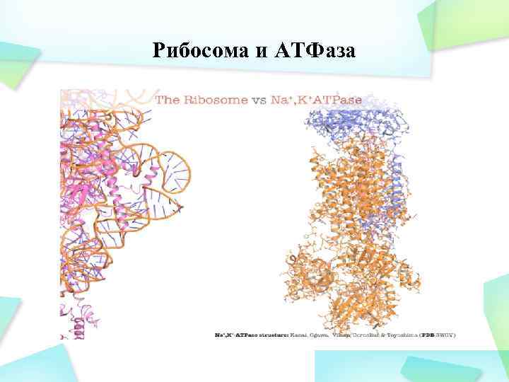 Рибосома и АТФаза 