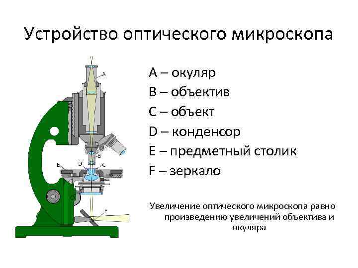 Изображение получаемое с помощью микроскопа является обратным мнимым увеличенным