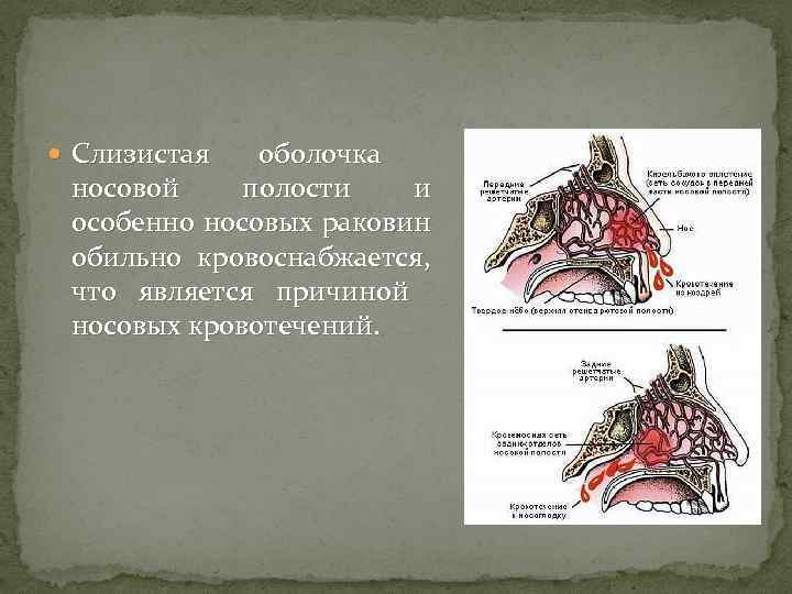  Слизистая оболочка носовой полости и особенно носовых раковин обильно кровоснабжается, что является причиной
