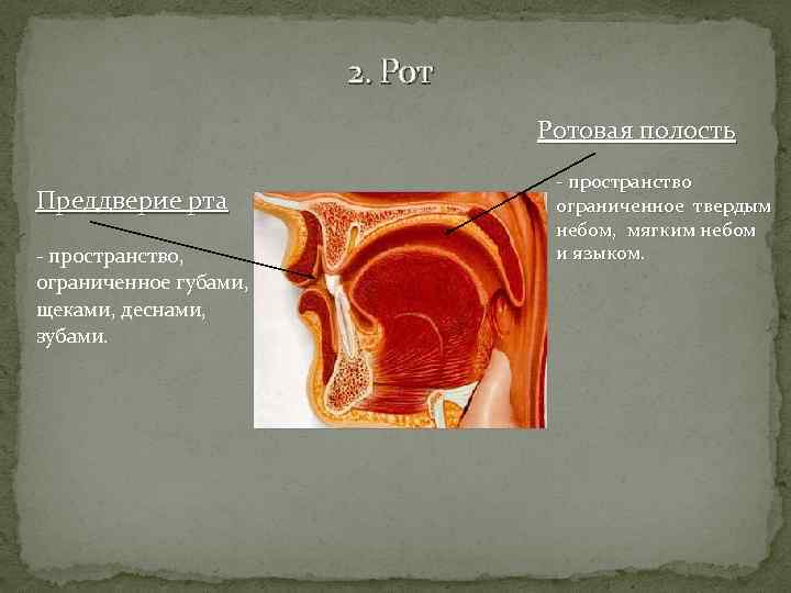 2. Ротовая полость Преддверие рта - пространство, ограниченное губами, щеками, деснами, зубами. - пространство