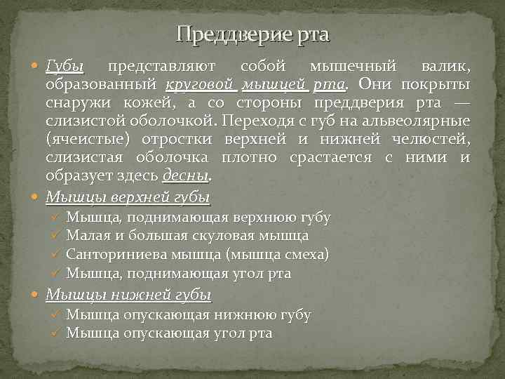 Преддверие рта Губы представляют собой мышечный валик, образованный круговой мышцей рта. Они покрыты снаружи