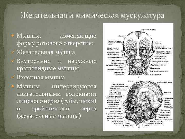 Жевательная и мимическая мускулатура Мышцы, изменяющие форму ротового отверстия: ü Жевательная мышца ü Внутренние