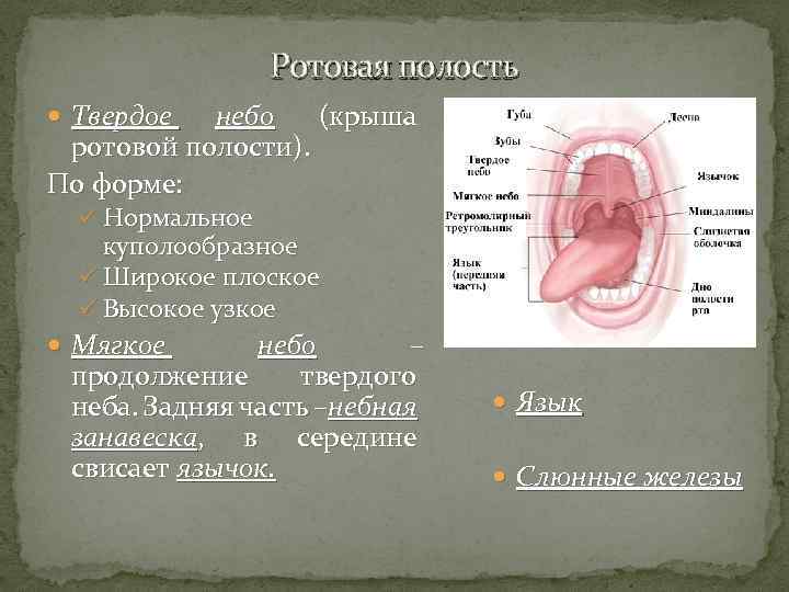 Ротовая полость Твердое небо (крыша ротовой полости). По форме: ü Нормальное куполообразное ü Широкое