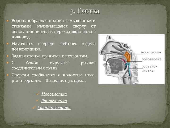 3. Глотка Воронкообразная полость с мышечными стенками, начинающаяся сверху от основания черепа и переходящая