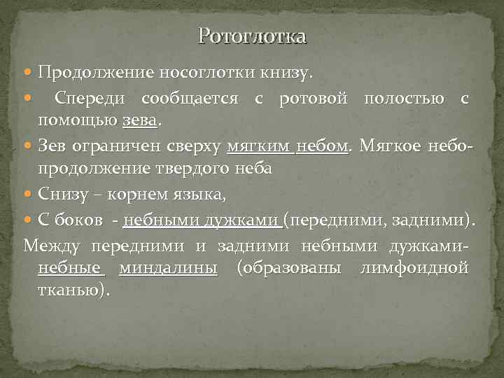 Ротоглотка Продолжение носоглотки книзу. Спереди сообщается с ротовой полостью с помощью зева. Зев ограничен