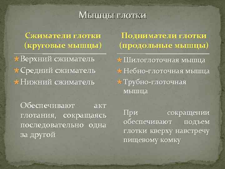 Мышцы глотки Сжиматели глотки (круговые мышцы) Подниматели глотки (продольные мышцы) Верхний сжиматель Шилоглоточная мышца