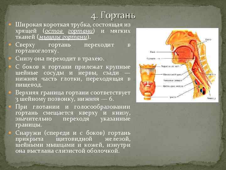 4. Гортань Широкая короткая трубка, состоящая из хрящей (остов гортани) и мягких тканей (мышцы