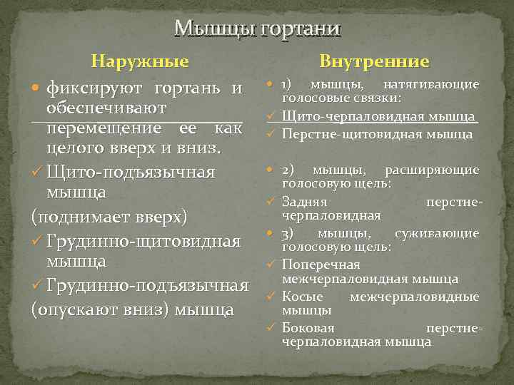 Мышцы гортани Наружные фиксируют гортань и обеспечивают перемещение ее как целого вверх и вниз.