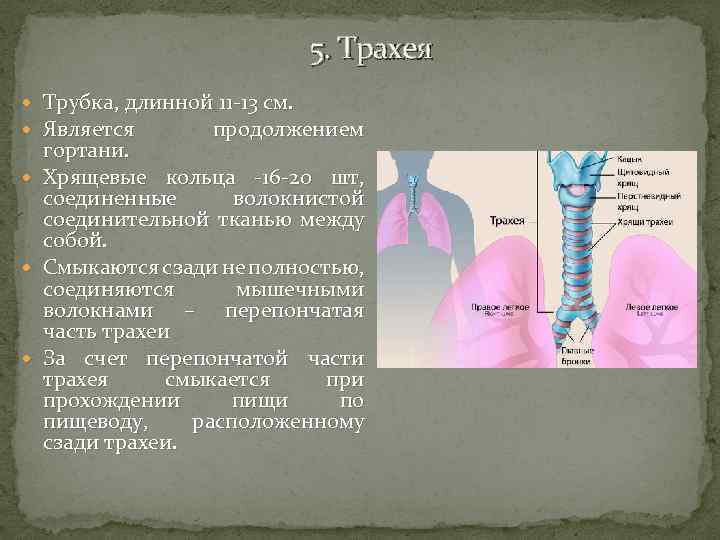 Трахея образована полукольцами. Хрящевые кольца трахеи. Перепончатая стенка трахеи. Задняя стенка трахеи.