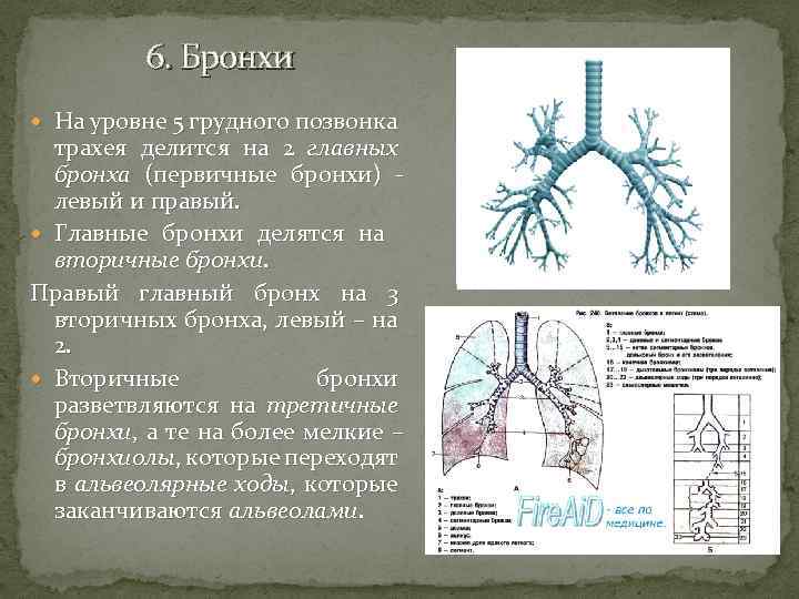 Левый бронх делится. Строение бронхов. Трахея разделяется на главные бронхи на уровне:. Правый бронх делится на. Главный бронх делится на.