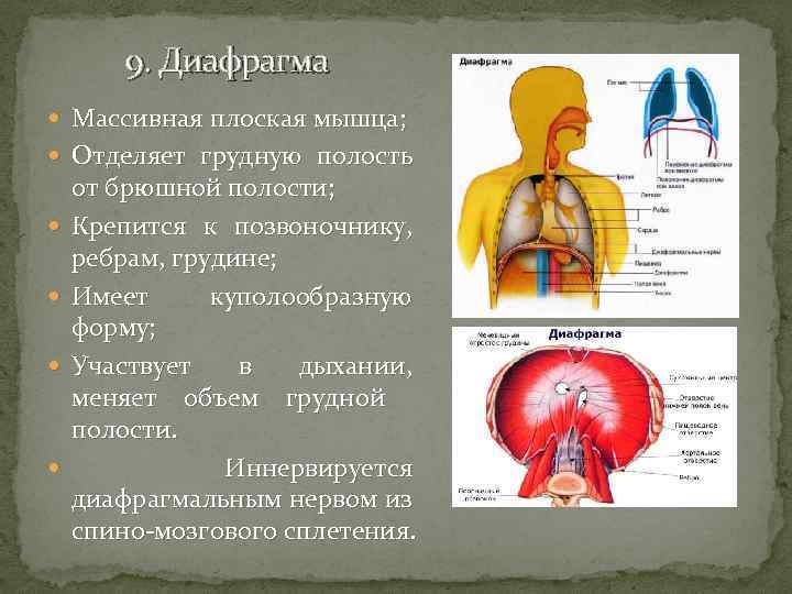 Диафрагма мышцы таблица. Диафрагма. Мышца отделяющая грудную полость от брюшной. Грудная полость отделена от брюшной диафрагмы.