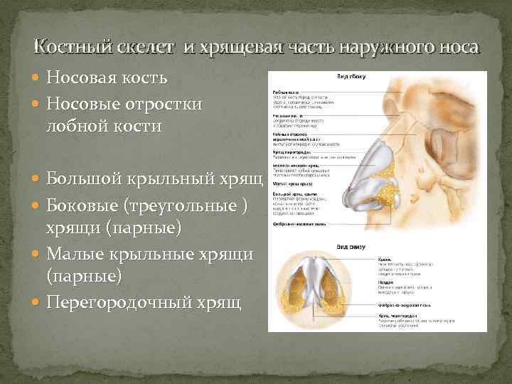 Хрящи в носу схема