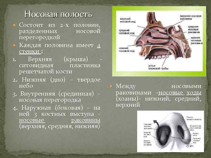 Правая носовая полость