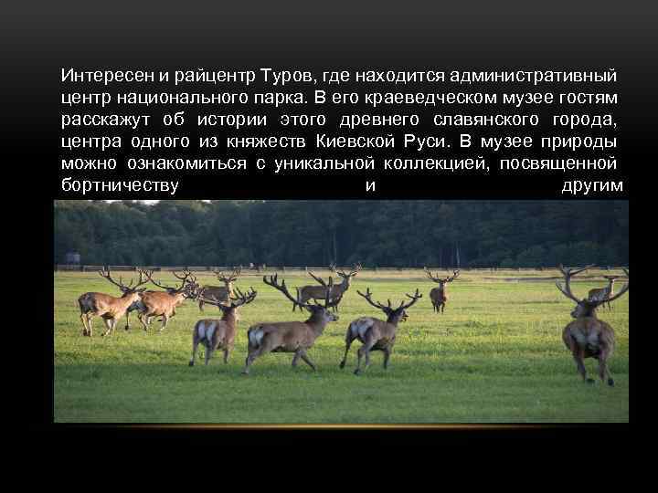 Интересен и райцентр Туров, где находится административный центр национального парка. В его краеведческом музее