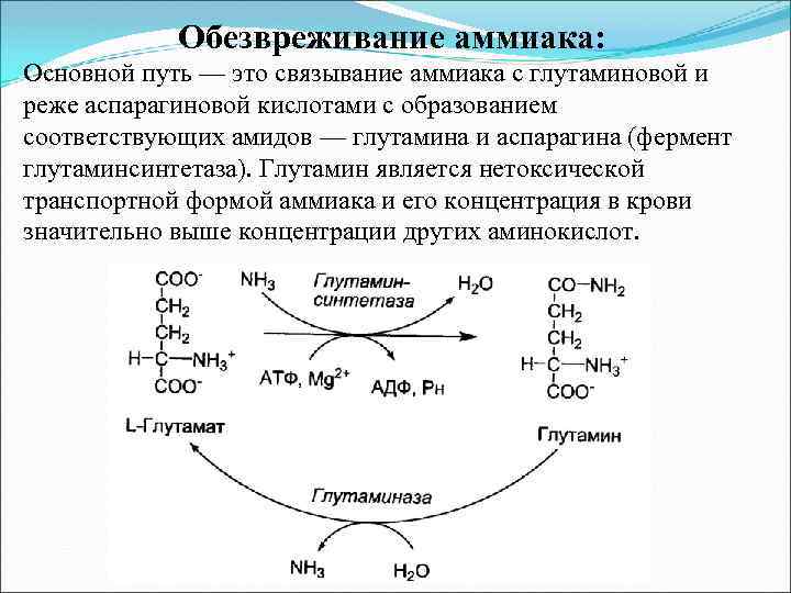 Обезвреживание аммиака: Основной путь — это связывание аммиака с глутаминовой и реже аспарагиновой кислотами