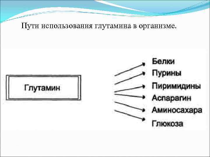 Пути использования глутамина в организме. 