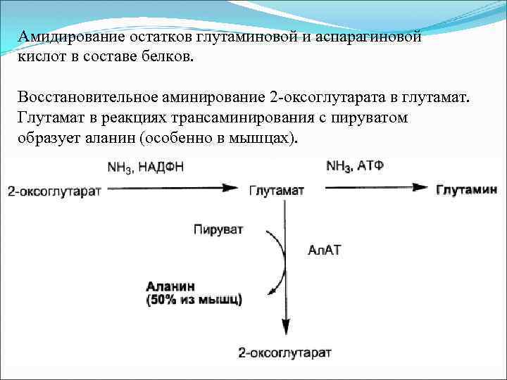 Трансаминирование аланина