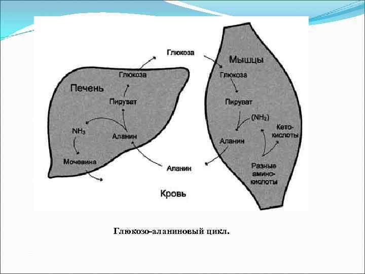 Глюкозо-аланиновый цикл. 