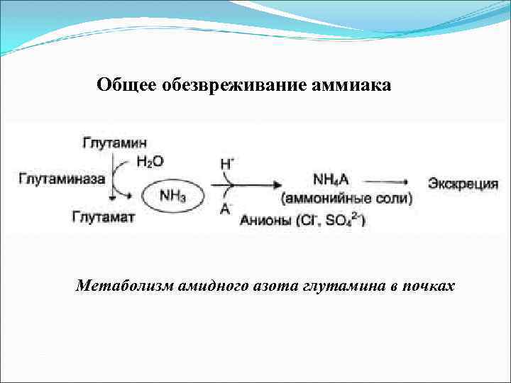 Общее обезвреживание аммиака Метаболизм амидного азота глутамина в почках 