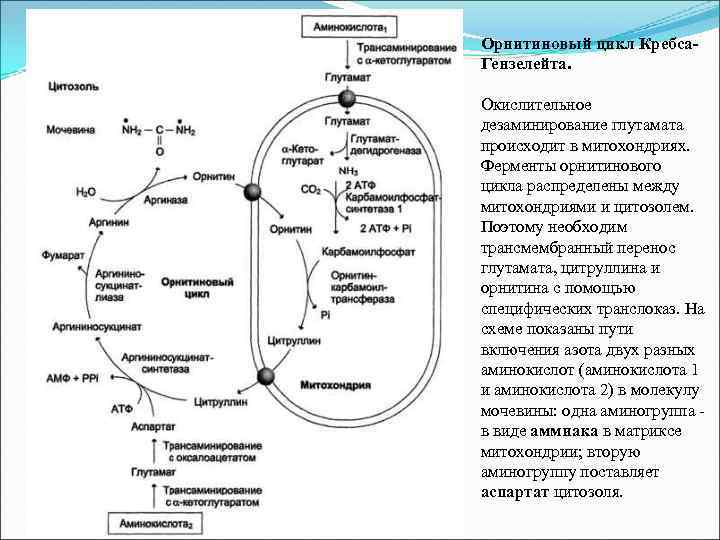 Орнитиновый цикл Кребса. Гензелейта. Окислительное дезаминирование глутамата происходит в митохондриях. Ферменты орнитинового цикла распределены