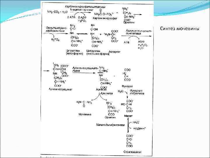 Синтез мочевины 