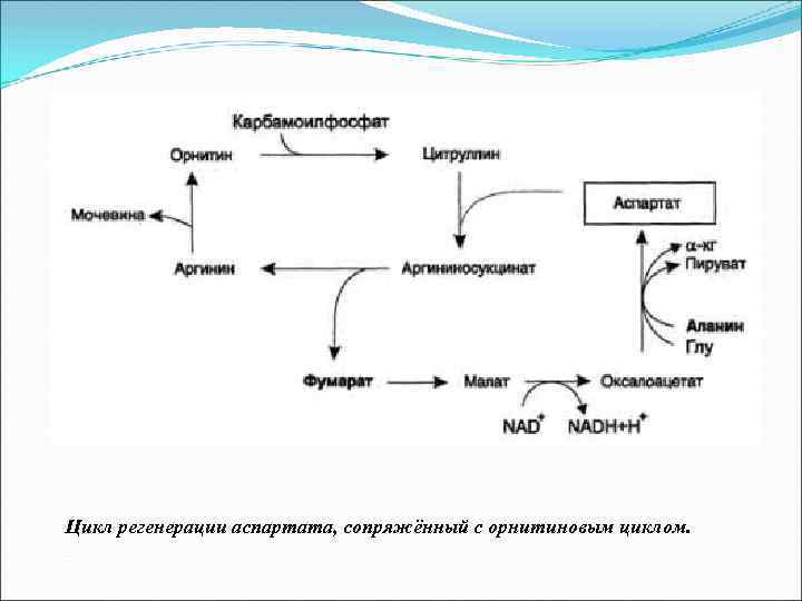 Цикл регенерации аспартата, сопряжённый с орнитиновым циклом. 