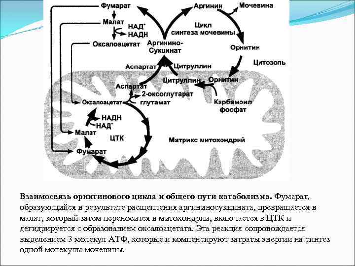 Взаимосвязь орнитинового цикла и общего пути катаболизма. Фумарат, образующийся в результате расщепления аргининосукцината, превращается