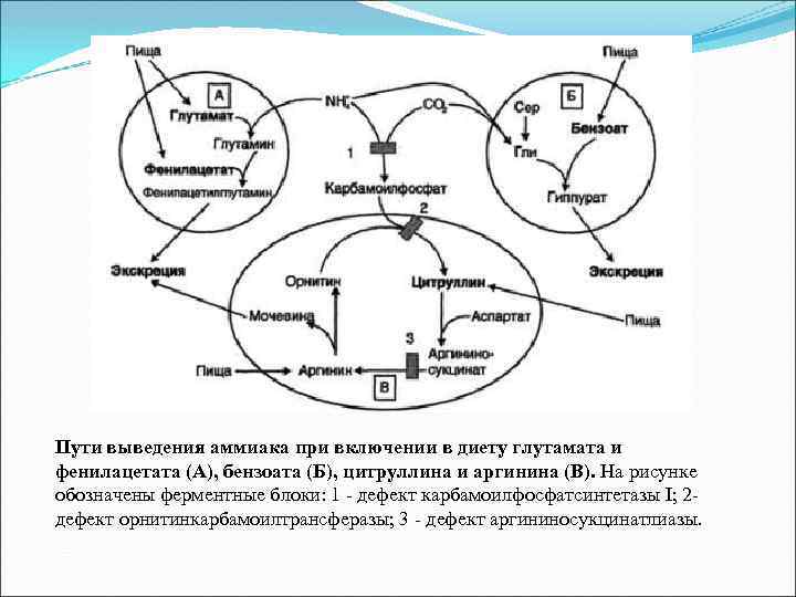 Пути выведения аммиака при включении в диету глутамата и фенилацетата (А), бензоата (Б), цитруллина