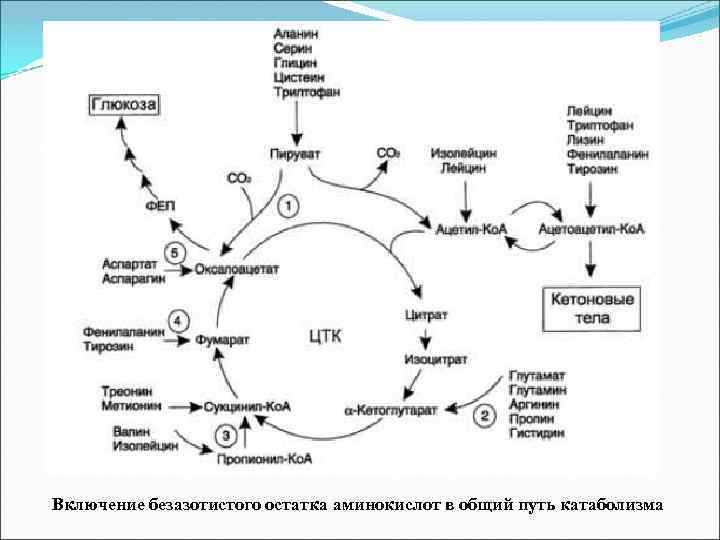 Включение безазотистого остатка аминокислот в общий путь катаболизма 