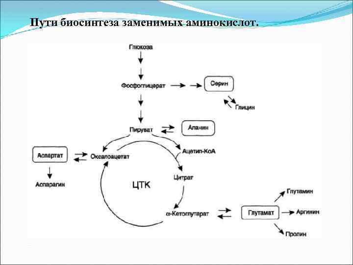 Пути биосинтеза заменимых аминокислот. 